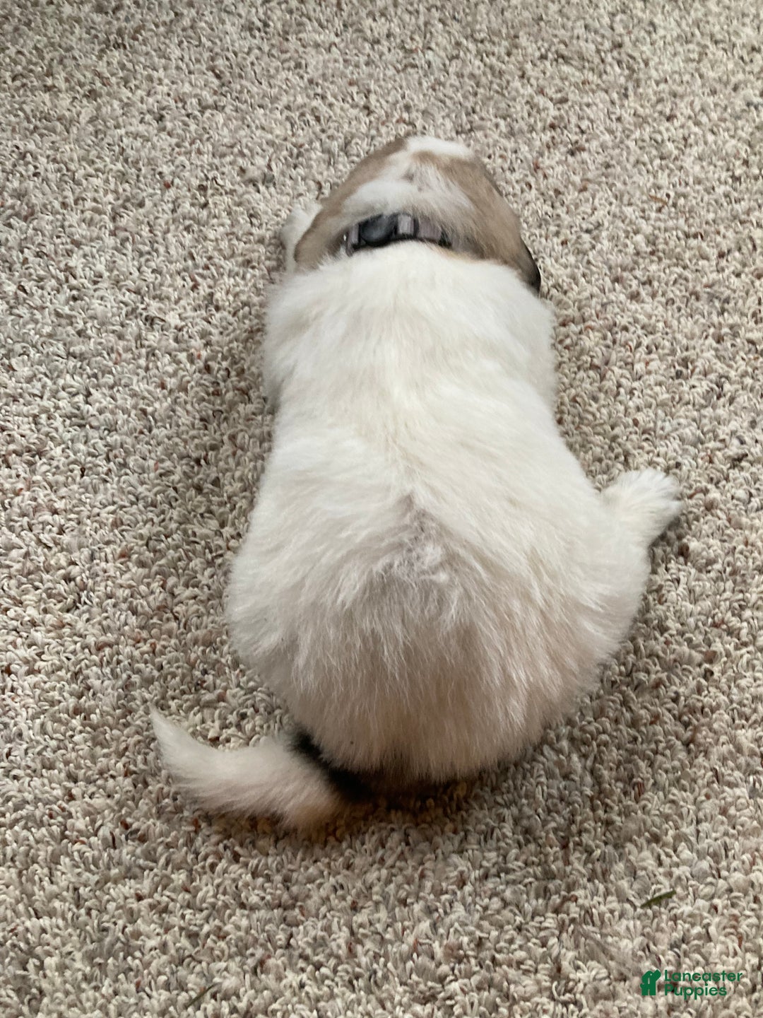 Great Pyrenees dogs for sale: Great Pyrenees Male Puppy - Grey - Ad 3