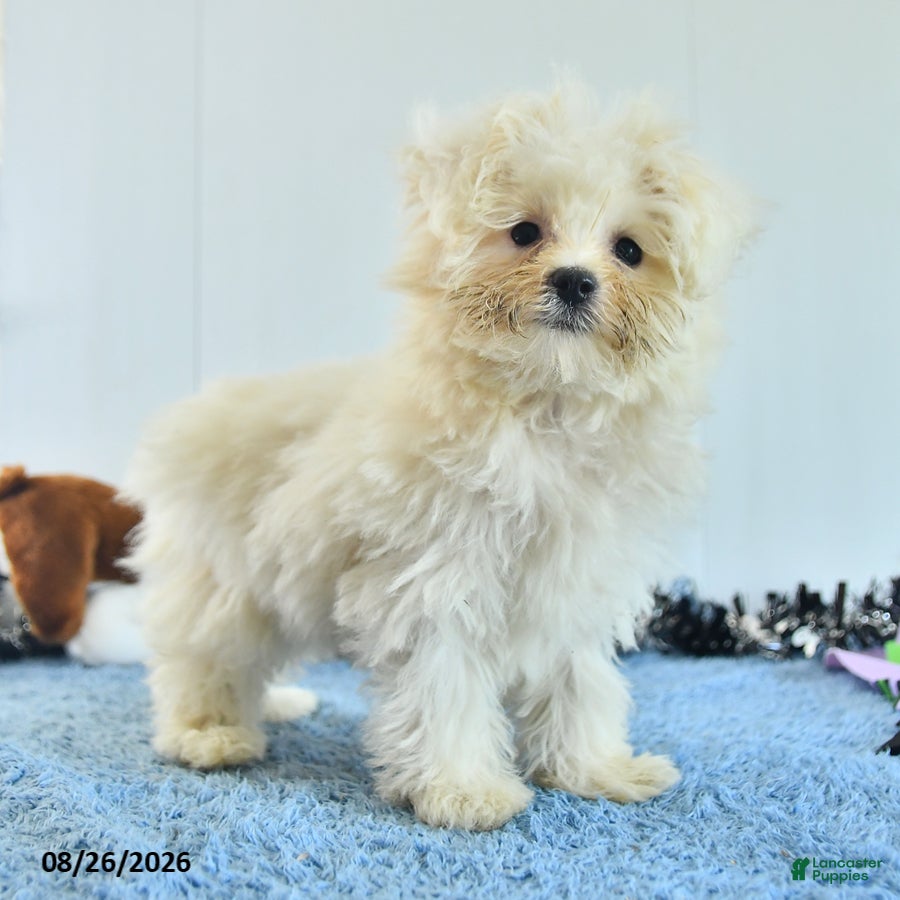 Pomapoo dogs Hermione - Ad 2