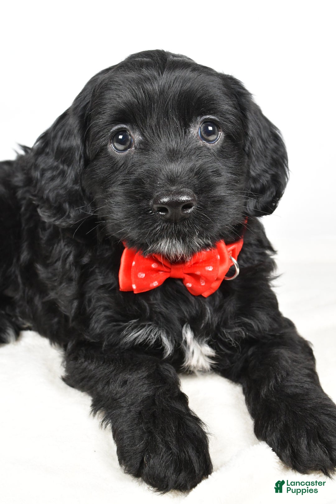 Cockapoo dogs for sale: Carter - Ad 3
