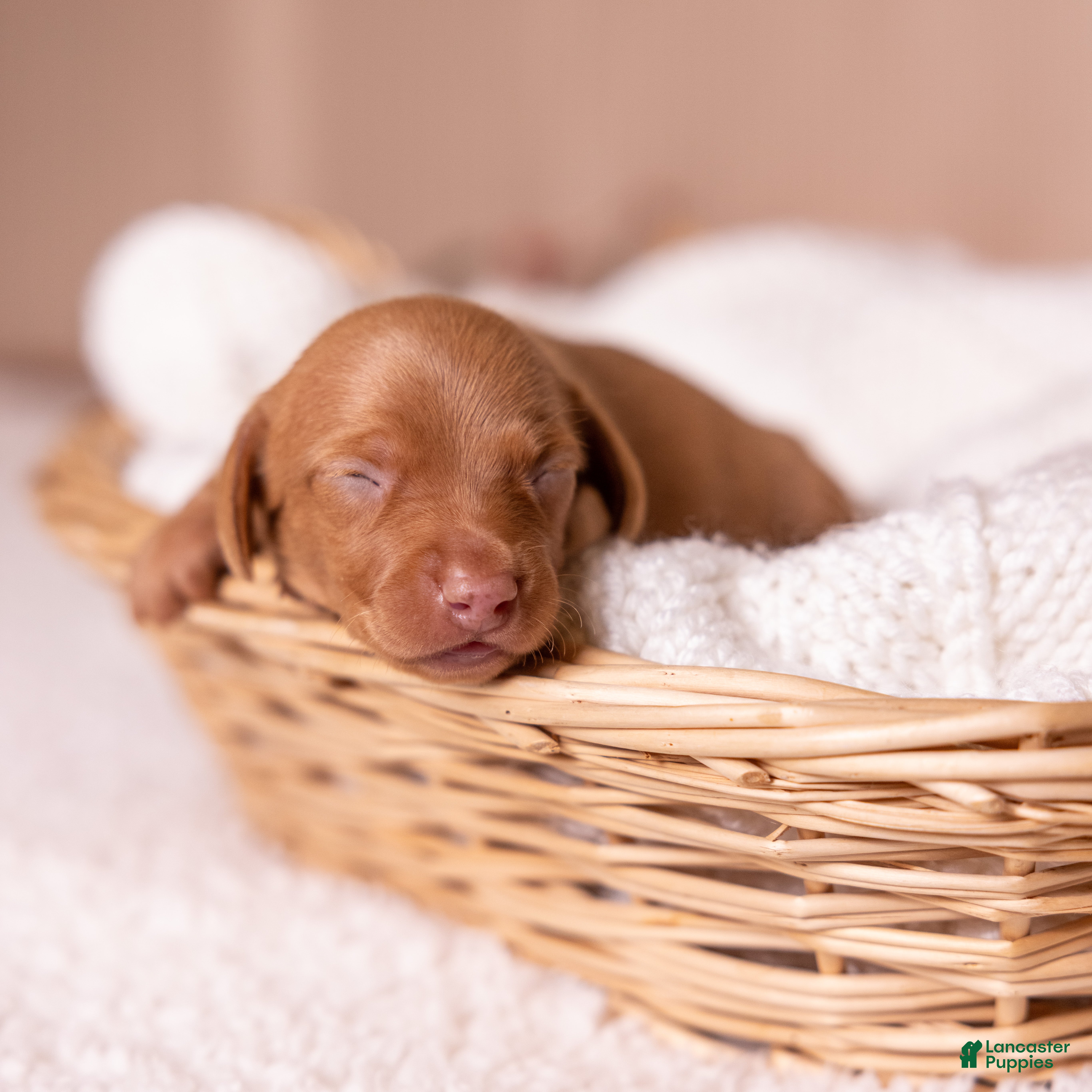 Miniature Dachshund dogs Rosie - Ad 1