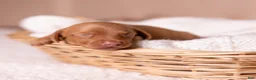 Miniature Dachshund dogs for sale: Rosie - Ad 1