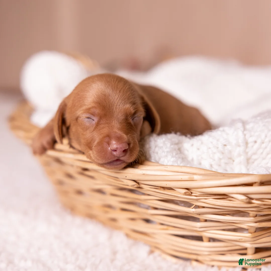 Miniature Dachshund dogs for sale: Rosie - Ad 1