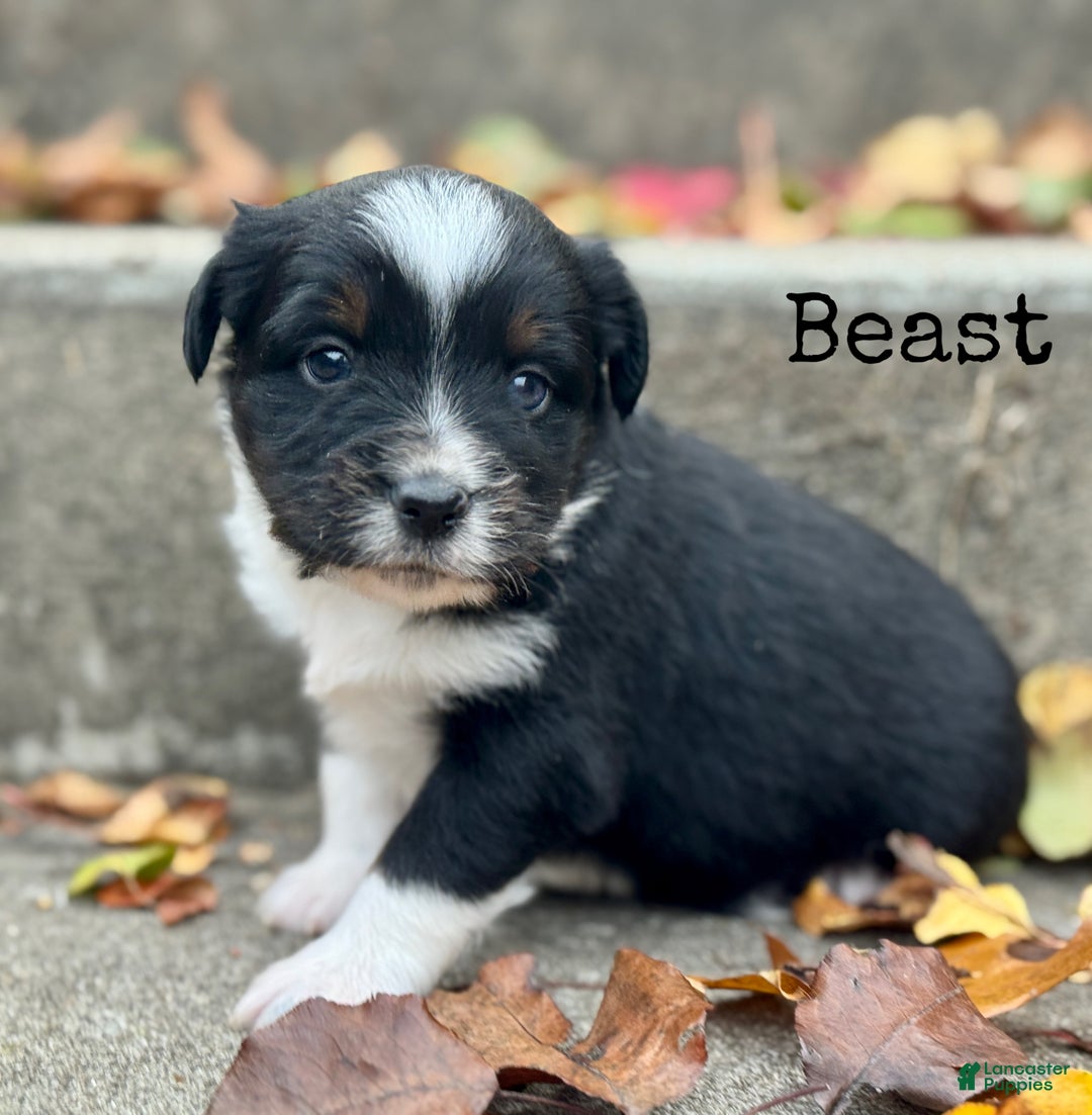Miniature Australian Shepherd dogs for sale: Beast - Ad 4