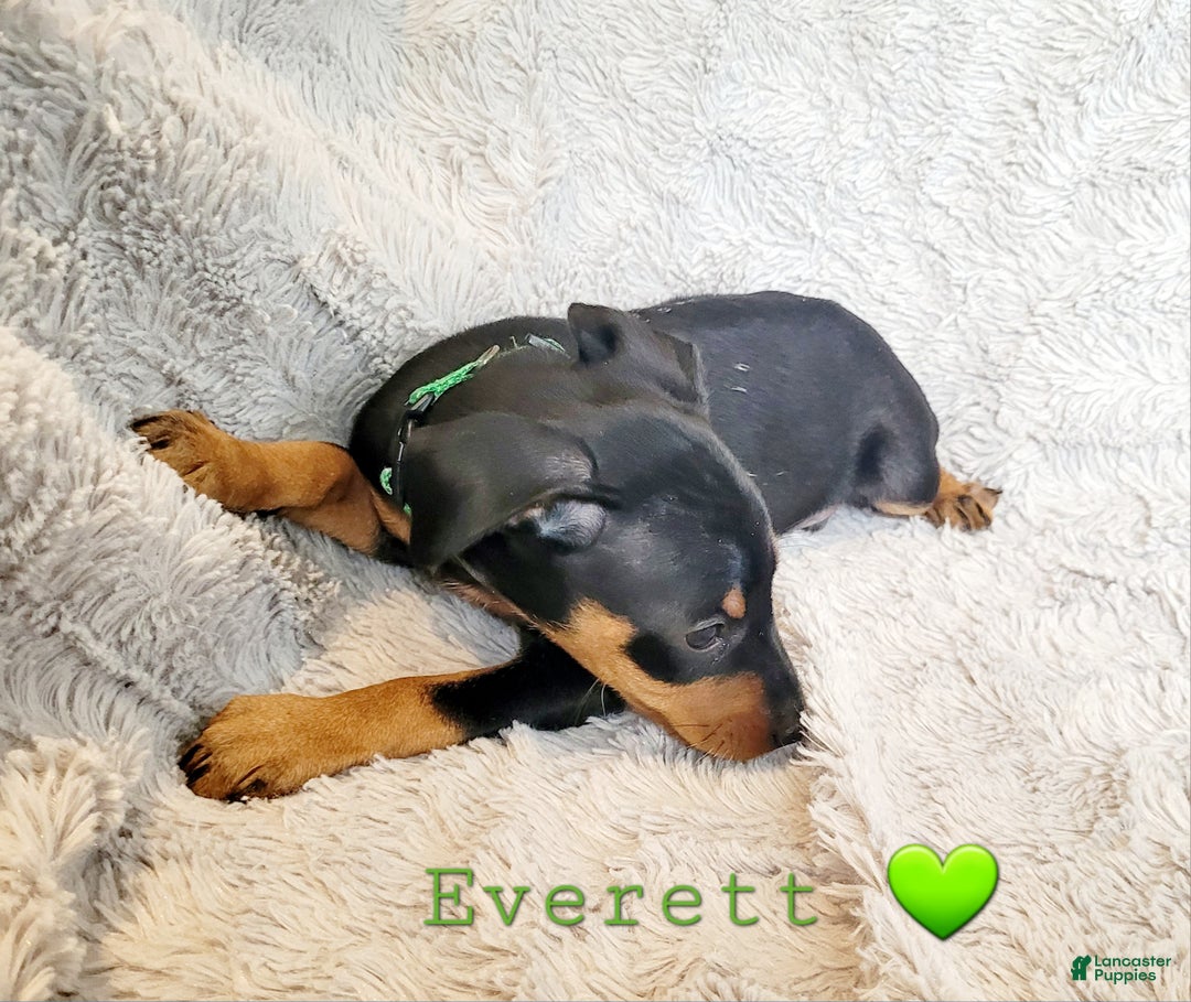Miniature Pinscher dogs for sale: Miniature Pinscher Puppy 3 - Ad 7
