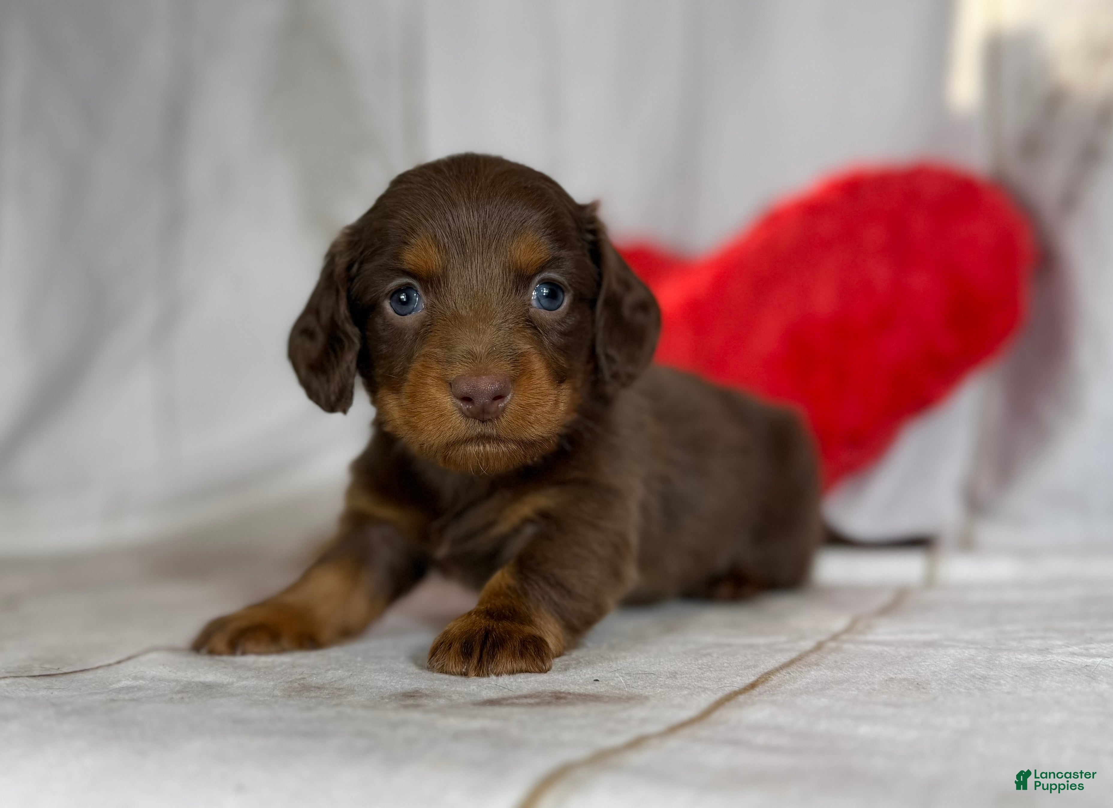 Miniature Dachshund dogs Lance LH DNA OFA  - Ad 5