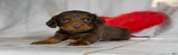 Miniature Dachshund dogs for sale: Lance LH DNA OFA  - Ad 1