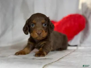Miniature Dachshund dogs Lance LH DNA OFA - Ad 5