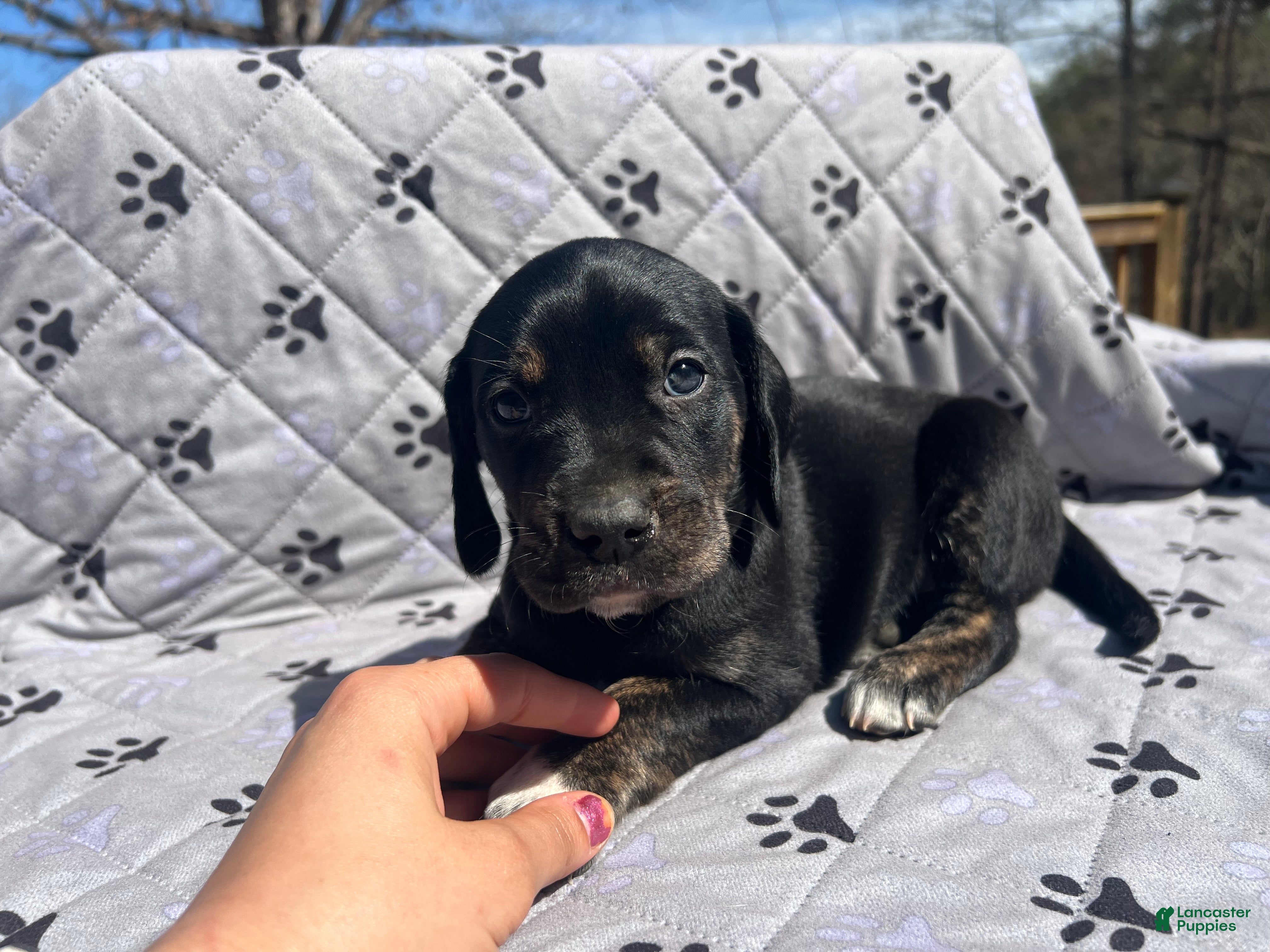 Mixed Breed dogs Mixed Breed Puppy 1 - Ad 2