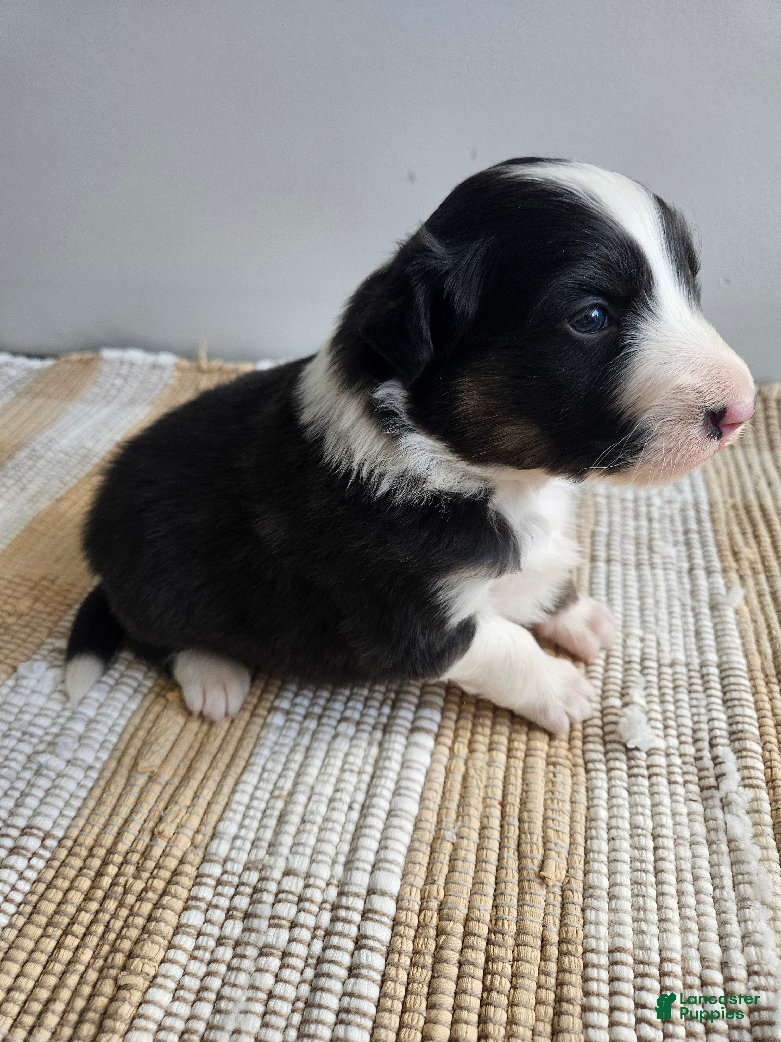 Australian Shepherd dogs Chase - Ad 25