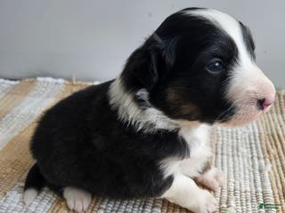 Australian Shepherd dogs Chase - Ad 41