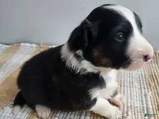 Australian Shepherd dogs Chase - Ad 32