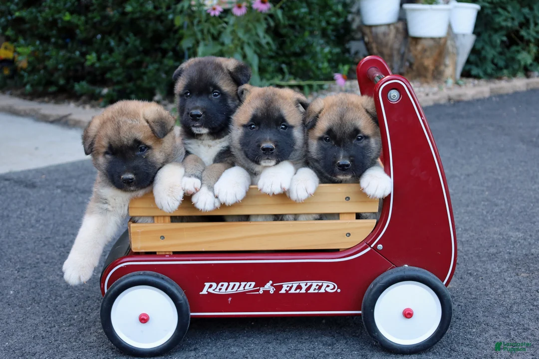 Akita dogs for sale: Bruno - Ad 2