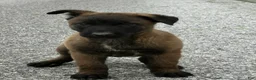 Belgian Malinois dogs for sale: Harley - Ad 3
