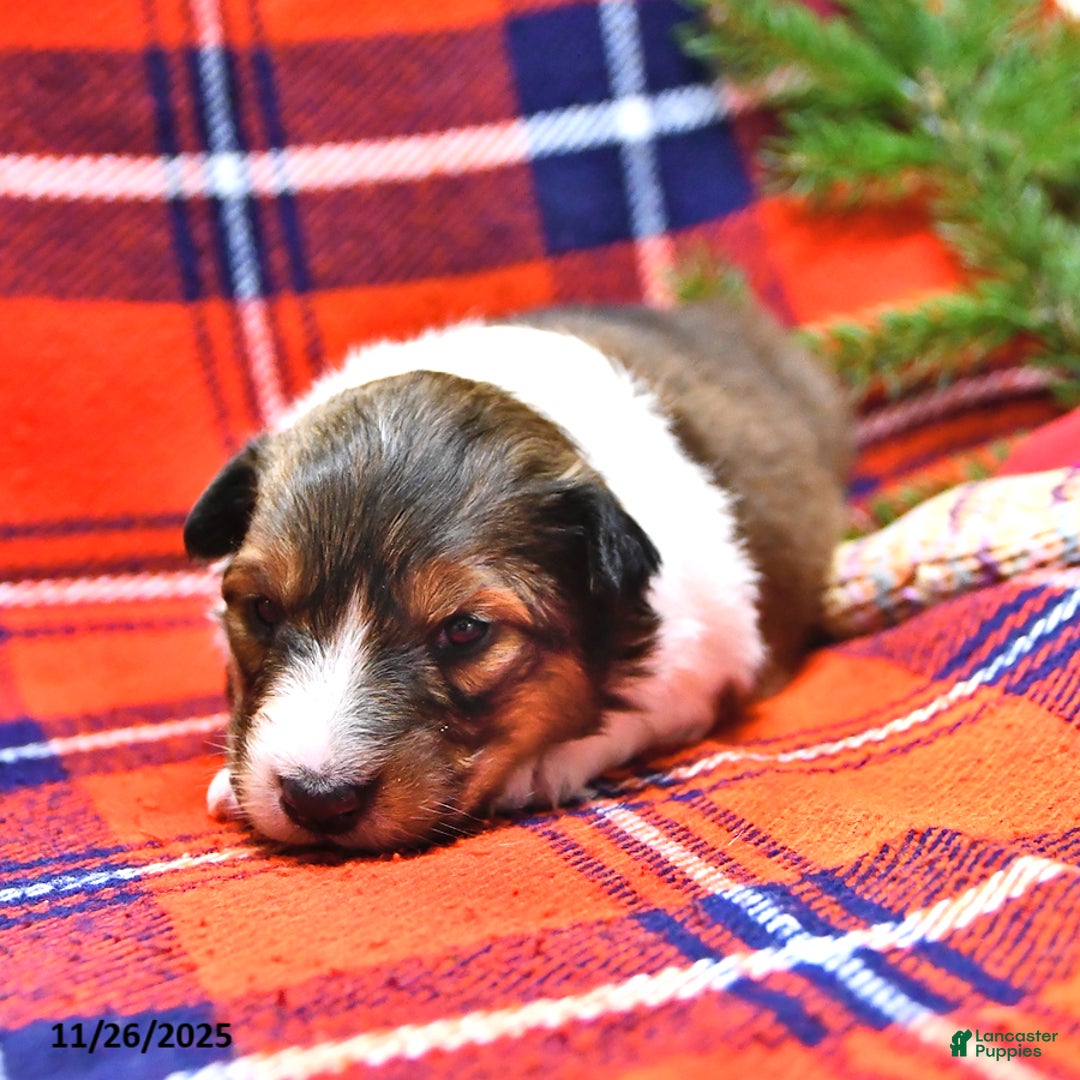 Shetland Sheepdog dogs for sale: Cookie - Ad 8