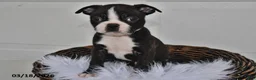 Boston Terrier dogs for sale: Jax - Ad 5