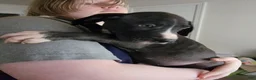 Great Dane dogs for sale: Great Dane 10 - Ad 3