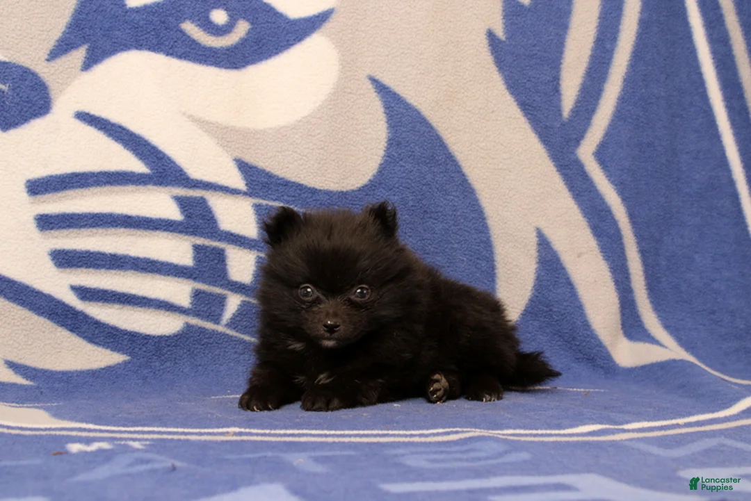 Pomeranian dogs for sale: Gerald - Ad 4
