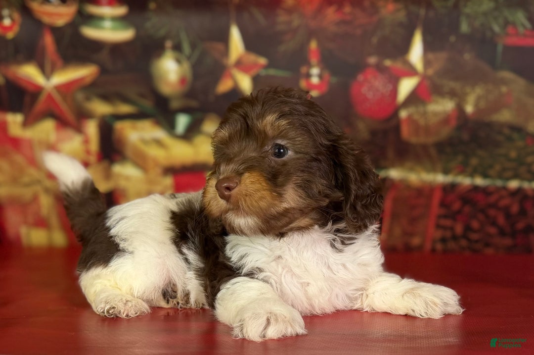 Mixed Breed dogs for sale: Toby - Ad 2