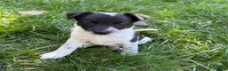 Mixed Breed dogs for sale: Puppy 9 - Ad 5