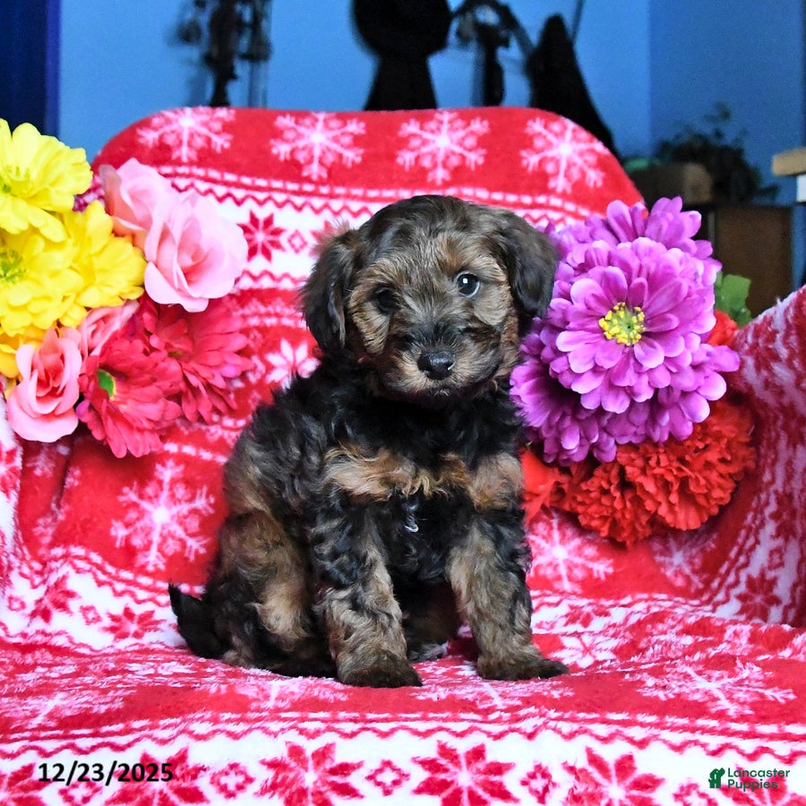 Yorkiepoo dogs Hickory - Ad 31