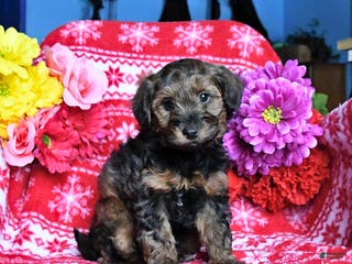 Yorkiepoo dogs Hickory - Ad 17
