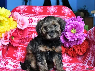 Yorkiepoo dogs Hickory - Ad 1
