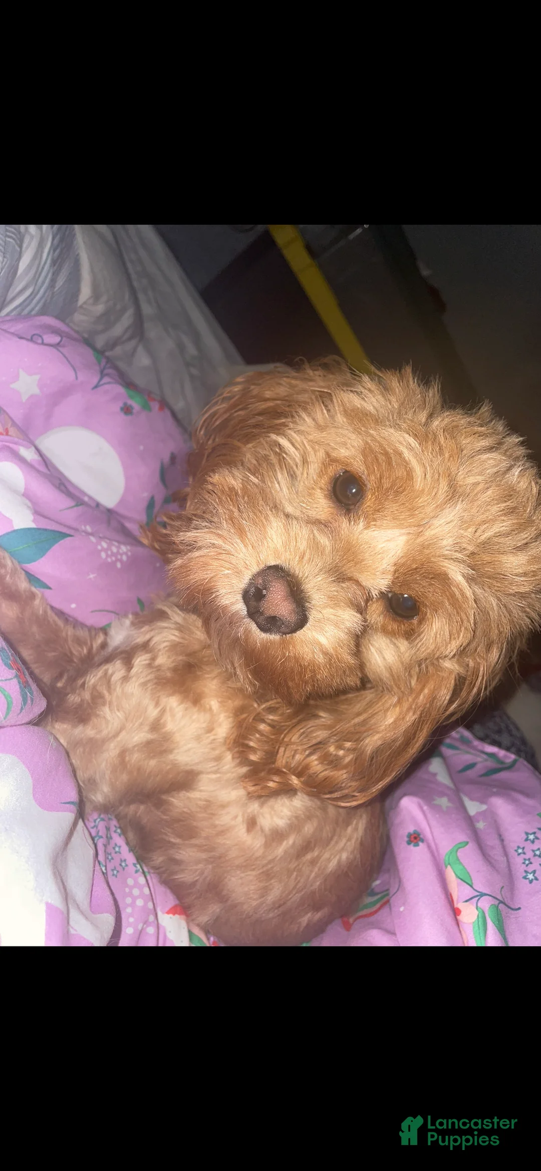 Huskipoo dogs for sale: Huskipoo Puppy 1 - Ad 3