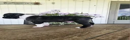 Boston Terrier dogs for sale: Arlo - Ad 3