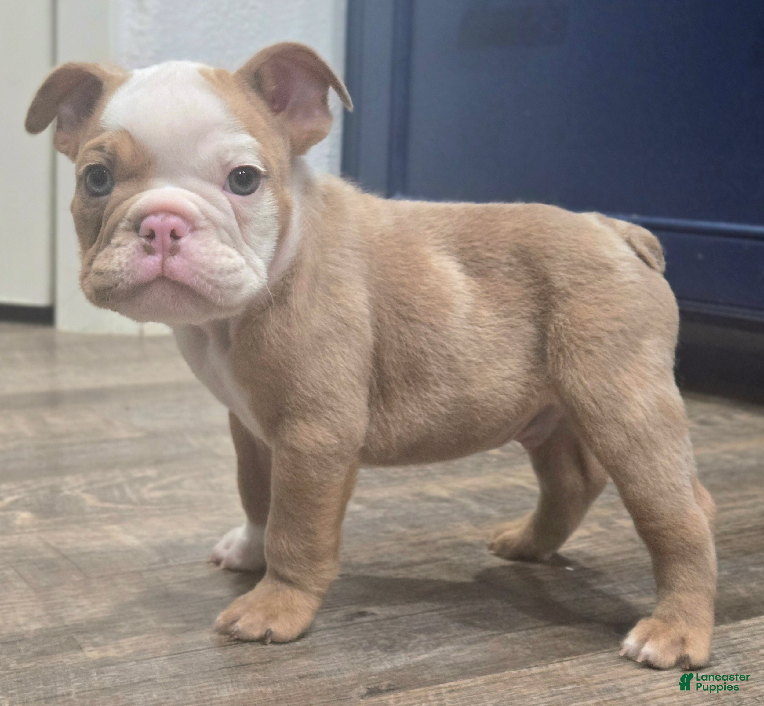 English Bulldog dogs 🌙🩵Moonpie🩵🌙 - Ad 1