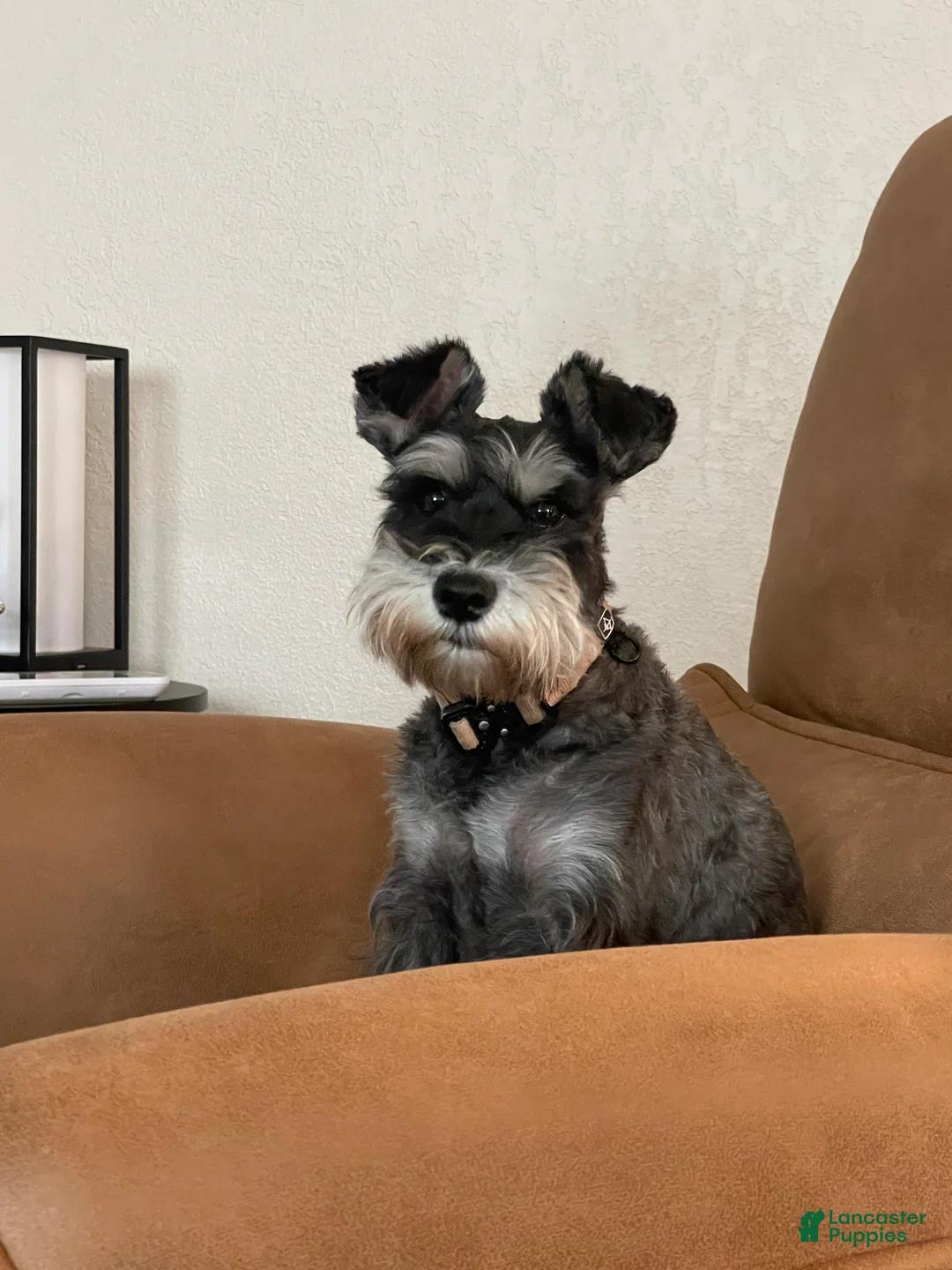 Miniature Schnauzer dogs for sale: Benji - Ad 4