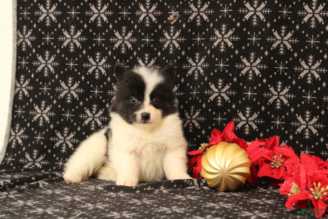 Pomsky dogs for sale: Vivian - Ad 2