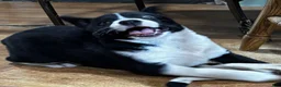 Mixed Breed dogs for sale: Stella - Ad 4