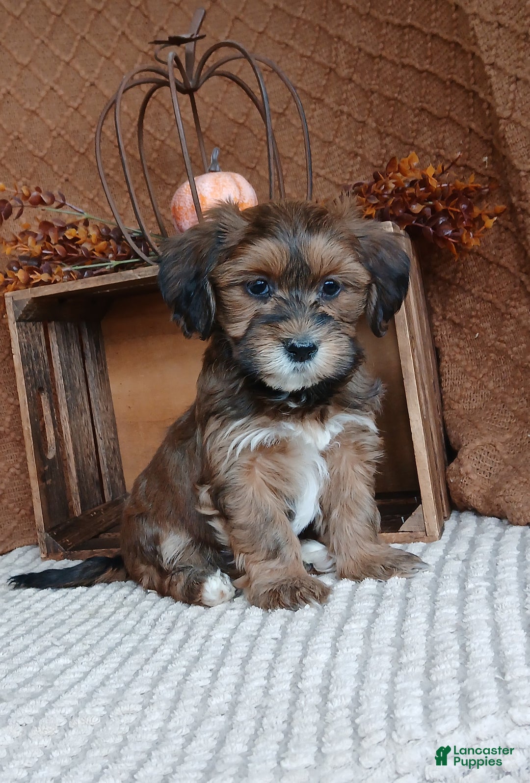 Havanese dogs for sale: Autumn  - Ad 6
