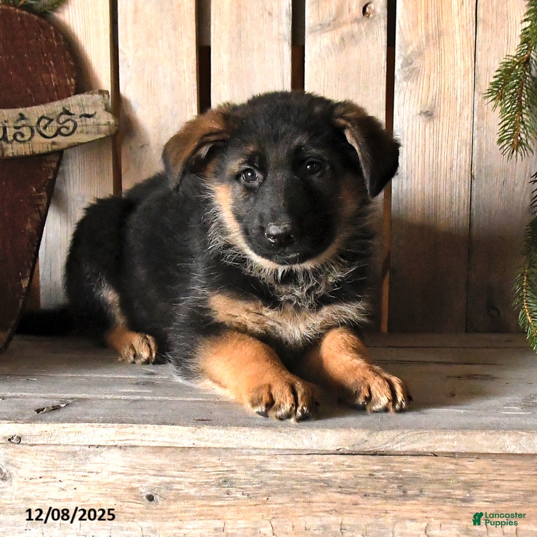 German Shepherd dogs for sale: Sidney - Ad 2