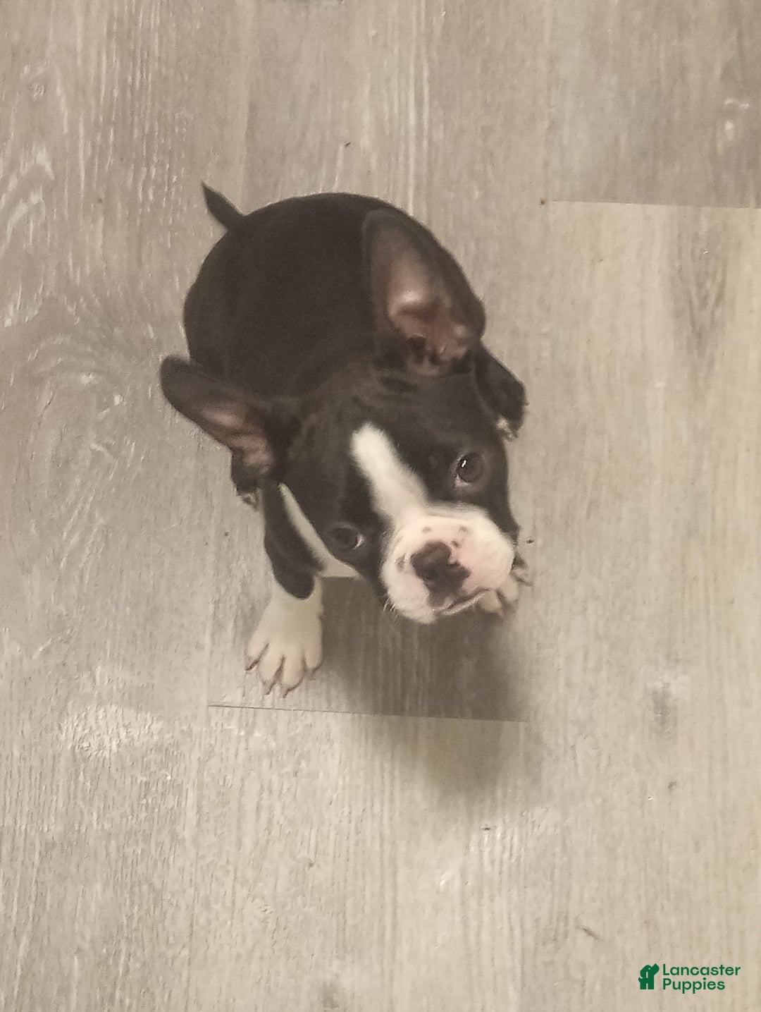 Boston Terrier dogs for sale: Queen - Ad 1