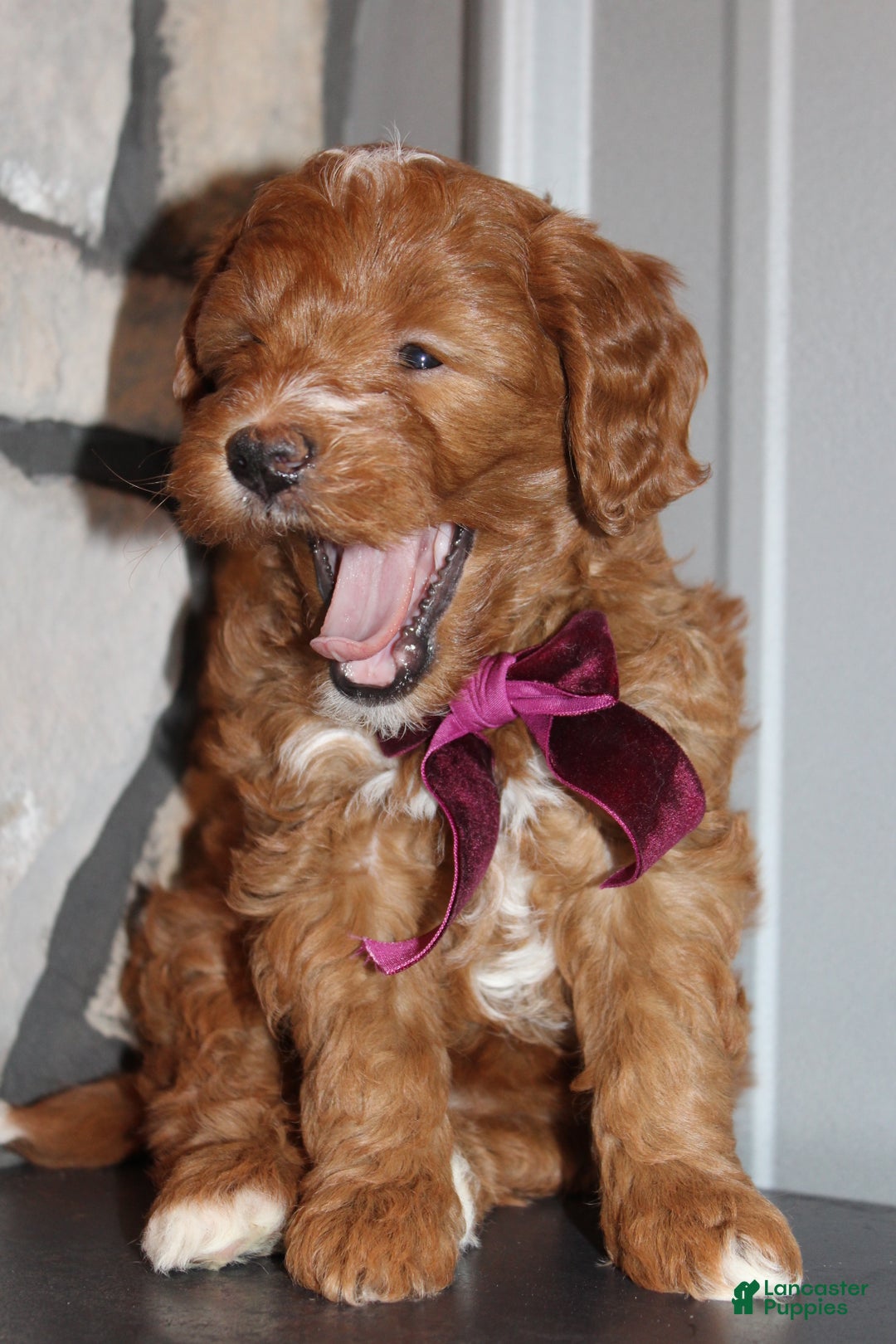 Mini Goldendoodle dogs for sale: Willow-Mini - Ad 4