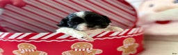 Shihpoo dogs for sale: Glinda  - Ad 14