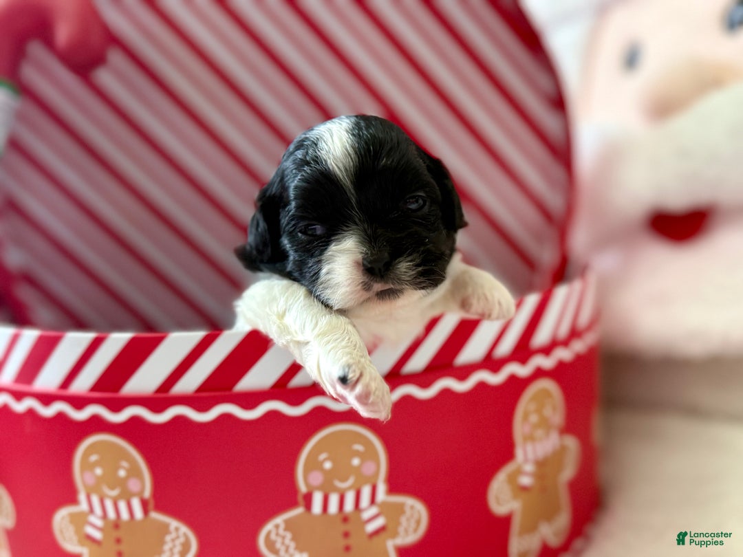 Shihpoo dogs for sale: Glinda  - Ad 14
