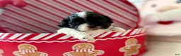 Shihpoo dogs for sale: Glinda  - Ad 28