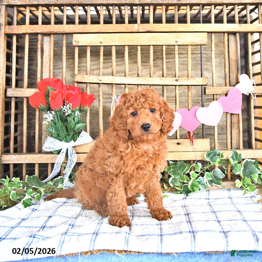 Mini Goldendoodle dogs for sale: Scout - Ad 2