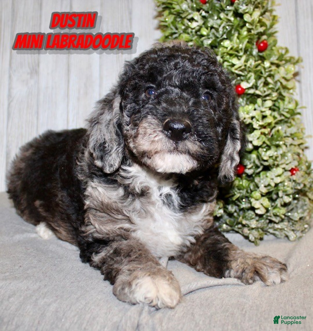 Mixed Breed dogs for sale: Dustin - Ad 1