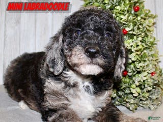 Mixed Breed dogs Dustin - Ad 13