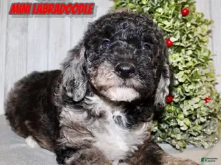 Mixed Breed dogs Dustin - Ad 10