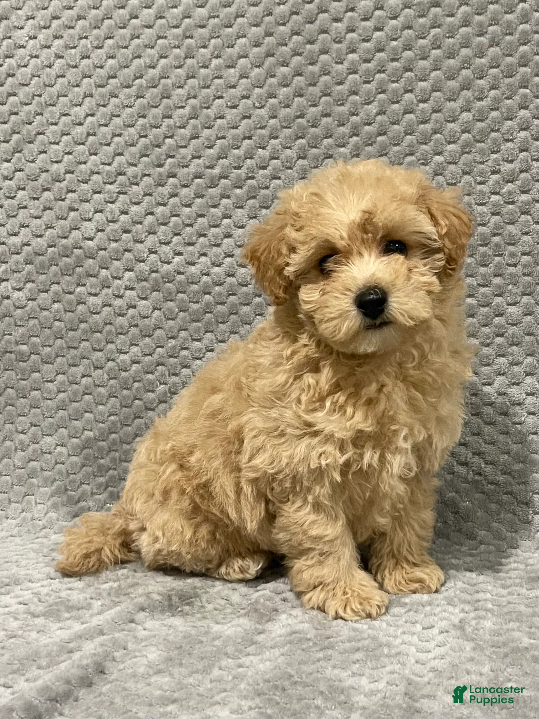 Bichpoo dogs for sale: Flynn - Ad 3