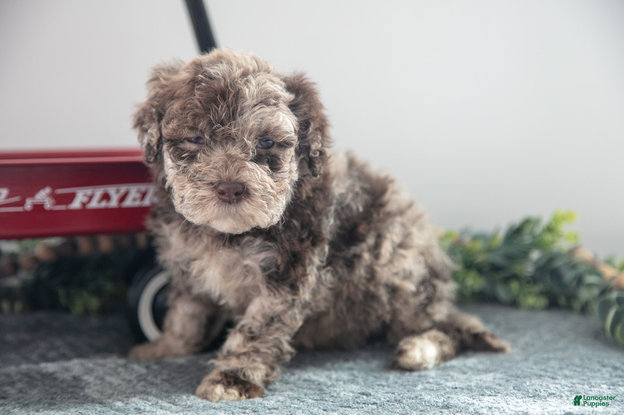 Mixed Breed dogs Caramel - Ad 25