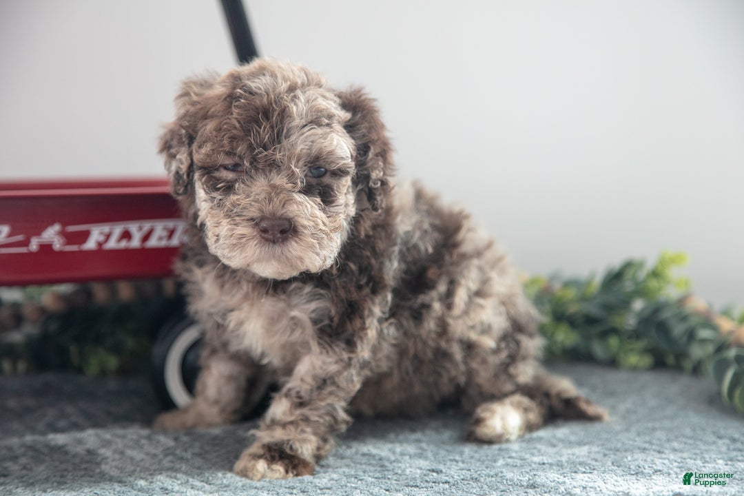 Mixed Breed dogs for sale: Caramel - Ad 1