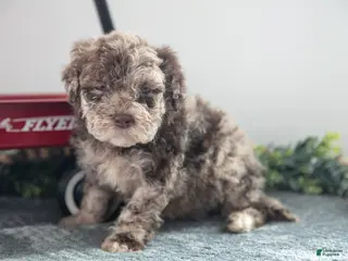 Mixed Breed dogs Caramel - Ad 12