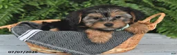 Yorkshire Terrier dogs for sale: Franklin - Ad 5