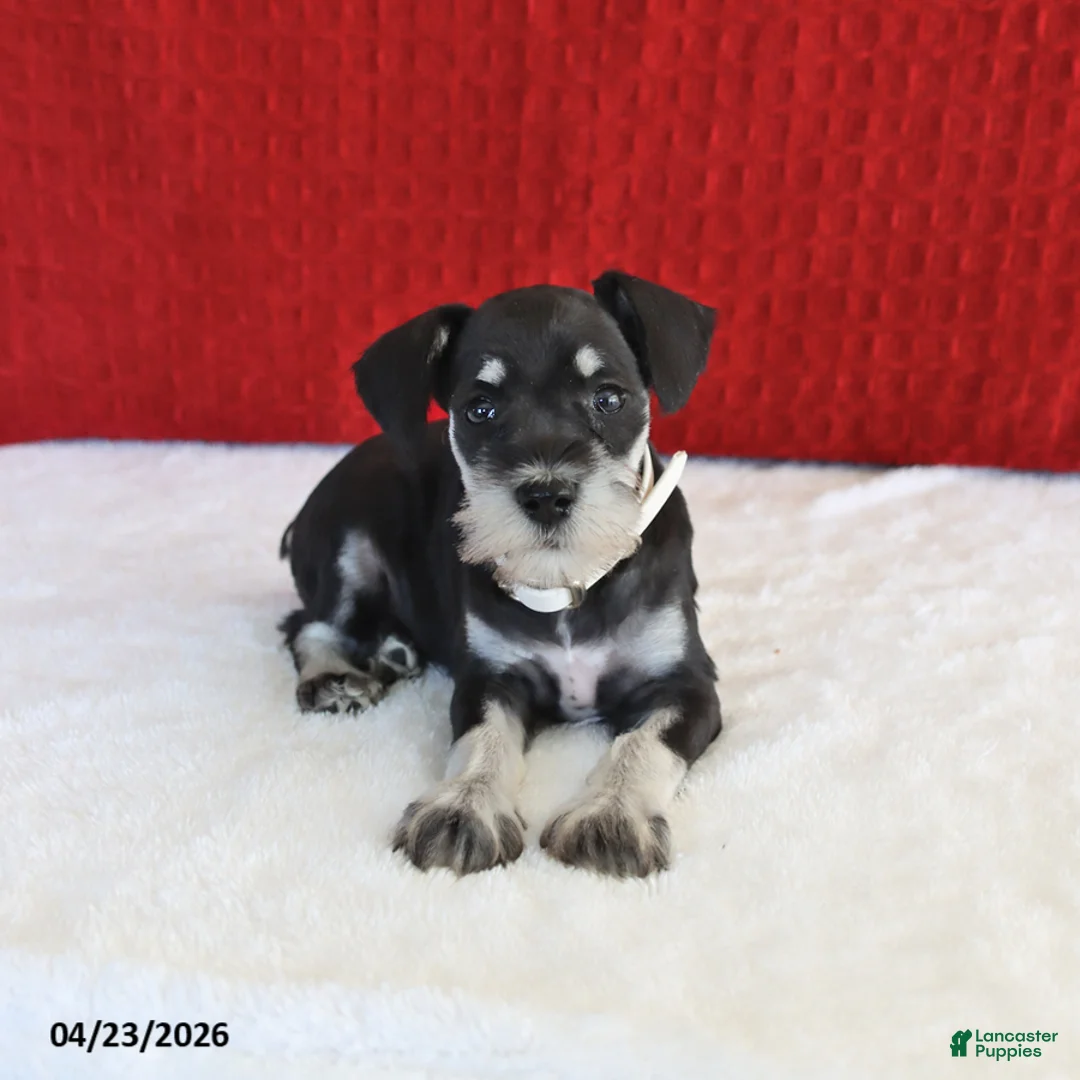 Miniature Schnauzer dogs for sale: Flower - Ad 2