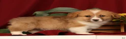 Welsh Corgi Pembroke dogs for sale: Jaime - Ad 6